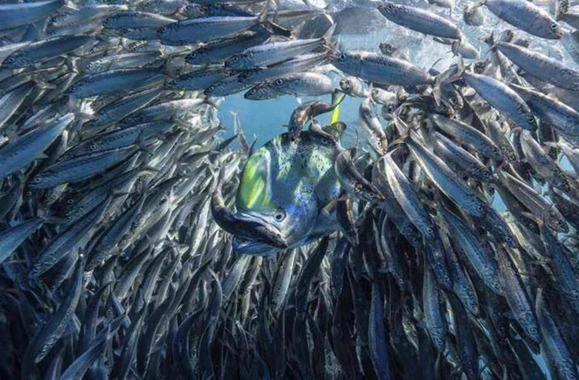 Vahaui Paradis أفاتورو المظهر الخارجي الصورة